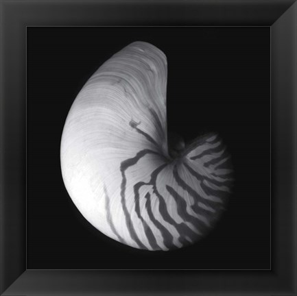 Framed Shell Collection III Print