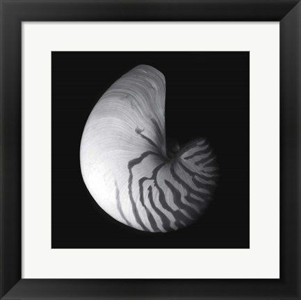 Framed Shell Collection III Print