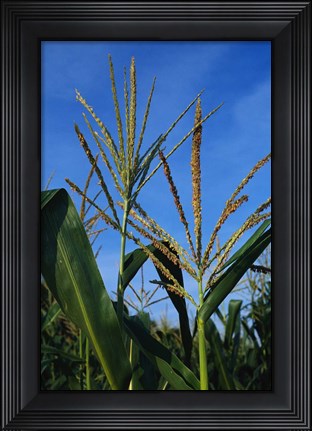 Framed Corn Stalks Print