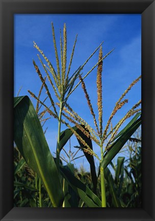 Framed Corn Stalks Print