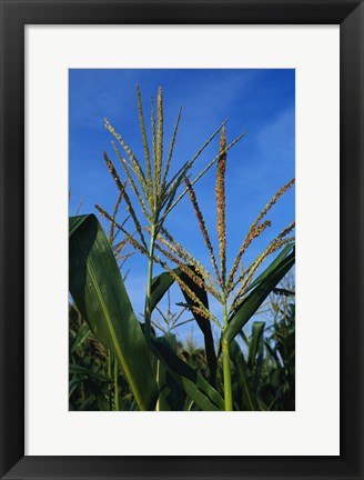 Framed Corn Stalks Print