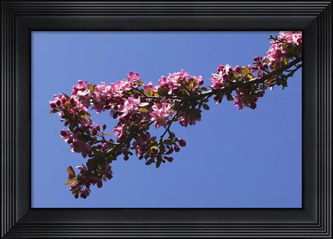 Framed Flowering Tree Branch, Blue Sky, North Carolina Print