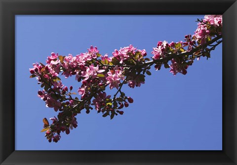 Framed Flowering Tree Branch, Blue Sky, North Carolina Print