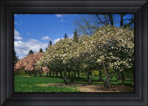 Framed Row of Magnolia Trees Blooming in Spring, New York Print