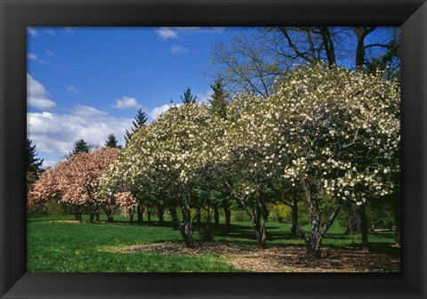 Framed Row of Magnolia Trees Blooming in Spring, New York Print