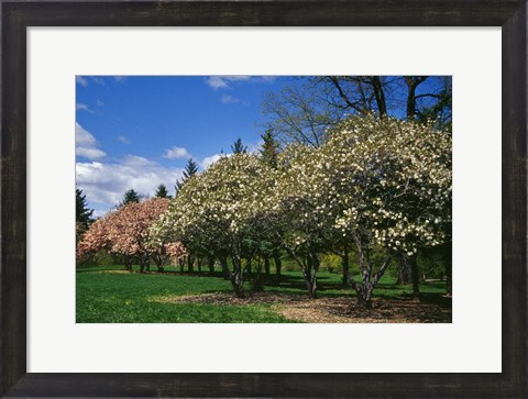 Framed Row of Magnolia Trees Blooming in Spring, New York Print