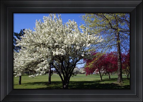 Framed Pin Cherry Tree Blooming, New York Print