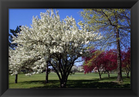 Framed Pin Cherry Tree Blooming, New York Print