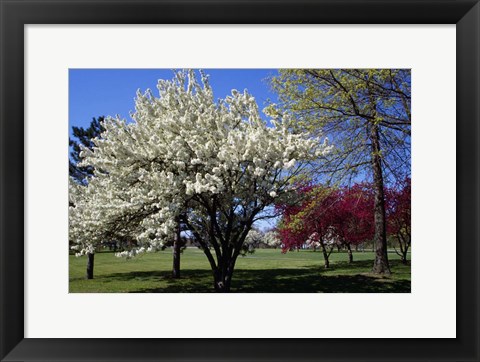 Framed Pin Cherry Tree Blooming, New York Print