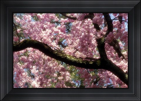 Framed Cherry Blossom Tree In Bloom In Springtime, Tokyo, Japan Print