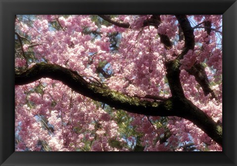 Framed Cherry Blossom Tree In Bloom In Springtime, Tokyo, Japan Print