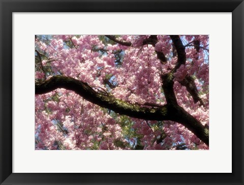 Framed Cherry Blossom Tree In Bloom In Springtime, Tokyo, Japan Print