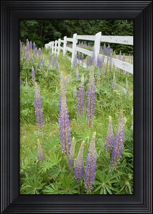 Framed Vancouver Island Lupine, British Columbia, Canada Print
