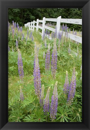 Framed Vancouver Island Lupine, British Columbia, Canada Print