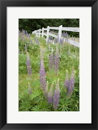 Framed Vancouver Island Lupine, British Columbia, Canada Print