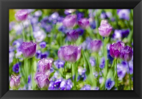 Framed Tulips At Claude Monet House And Gardens, Giverny, France Print