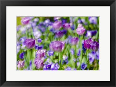 Framed Tulips At Claude Monet House And Gardens, Giverny, France Print