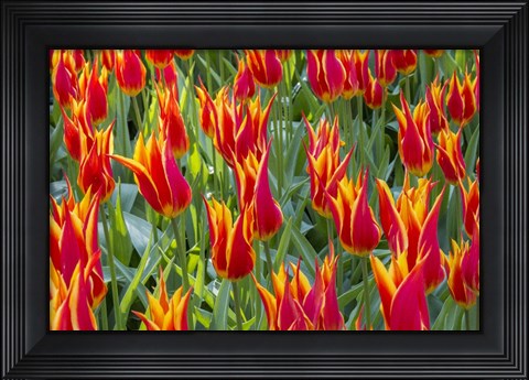 Framed Keukenhof Gardens Netherlands Print