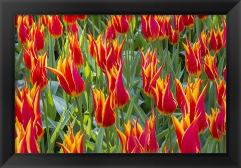 Framed Keukenhof Gardens Netherlands Print