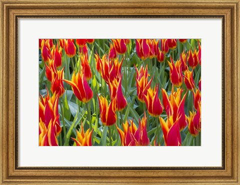 Framed Keukenhof Gardens Netherlands Print