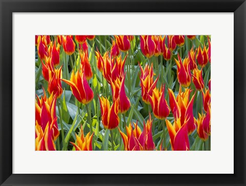 Framed Keukenhof Gardens Netherlands Print