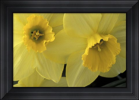 Framed Cache Valley Daffodils, Utah Print