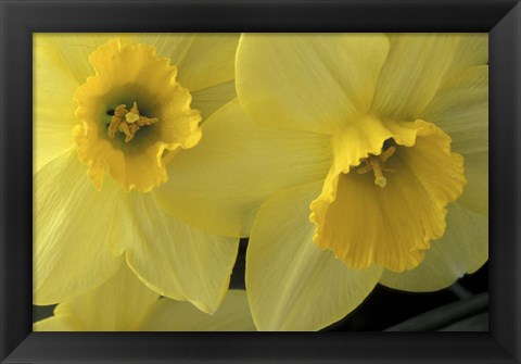 Framed Cache Valley Daffodils, Utah Print