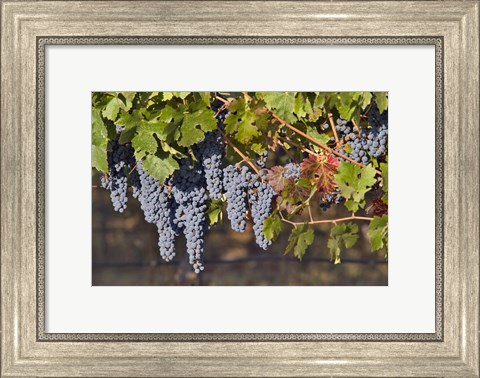 Framed Close Up Of Cabernet Sauvignon Grapes In The Haras De Pirque Vineyard, Chile, South America Print