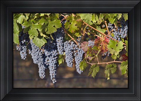 Framed Close Up Of Cabernet Sauvignon Grapes In The Haras De Pirque Vineyard, Chile, South America Print