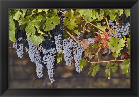 Framed Close Up Of Cabernet Sauvignon Grapes In The Haras De Pirque Vineyard, Chile, South America Print