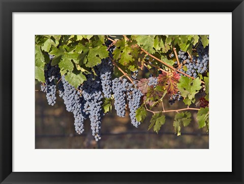 Framed Close Up Of Cabernet Sauvignon Grapes In The Haras De Pirque Vineyard, Chile, South America Print