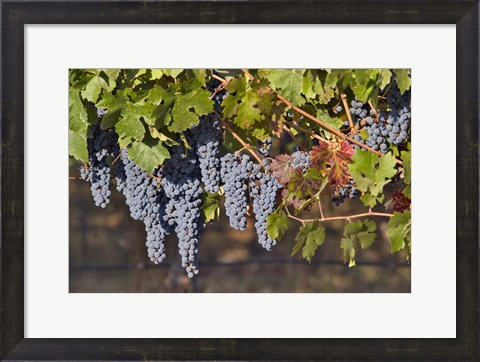 Framed Close Up Of Cabernet Sauvignon Grapes In The Haras De Pirque Vineyard, Chile, South America Print