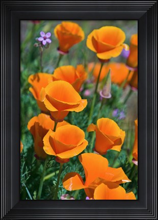 Framed California Poppies, Antelope Valley, California Print