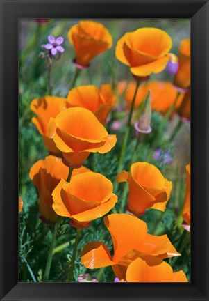 Framed California Poppies, Antelope Valley, California Print