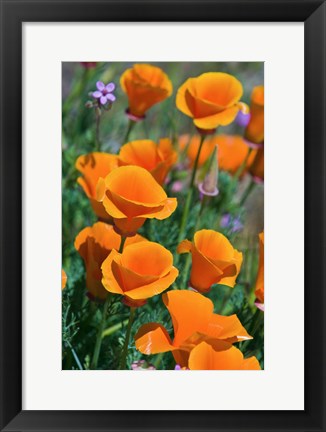 Framed California Poppies, Antelope Valley, California Print