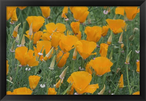 Framed California Poppy, Santa Barbara Botanical Garden, California Print