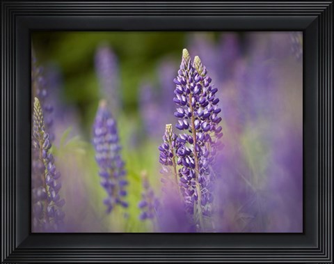 Framed Lupine Near Silver Bay, Northeastern Minnesota 1 Print