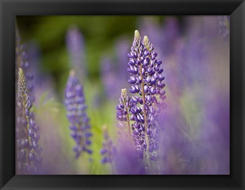 Framed Lupine Near Silver Bay, Northeastern Minnesota 1 Print