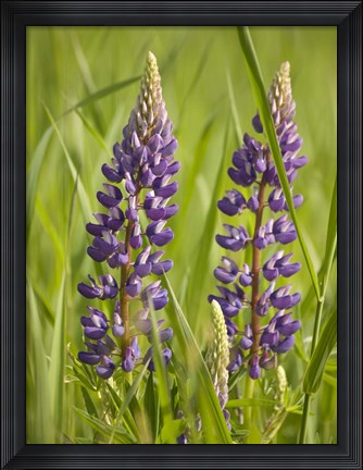 Framed Lupine Near Silver Bay, Northeastern Minnesota 2 Print