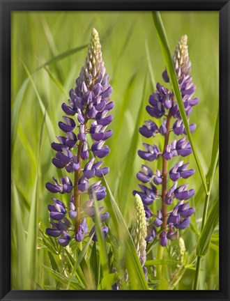 Framed Lupine Near Silver Bay, Northeastern Minnesota 2 Print