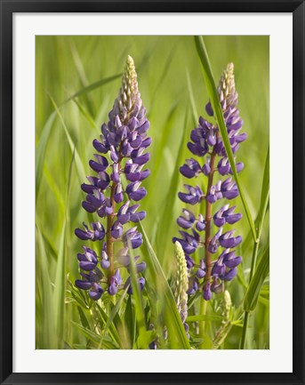 Framed Lupine Near Silver Bay, Northeastern Minnesota 2 Print