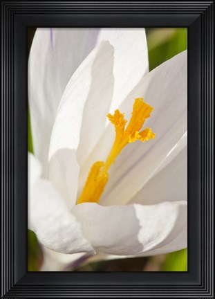 Framed White Crocus In A Garden In Portsmouth, New Hampshire Print