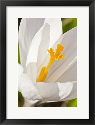 Framed White Crocus In A Garden In Portsmouth, New Hampshire Print