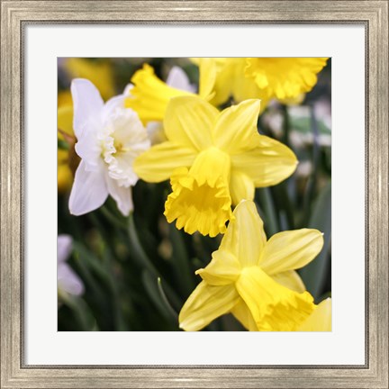 Framed Daffodil Bundle, New York City Print