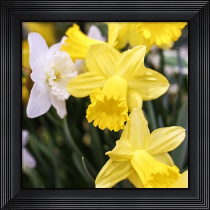 Framed Daffodil Bundle, New York City Print