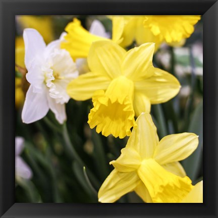 Framed Daffodil Bundle, New York City Print