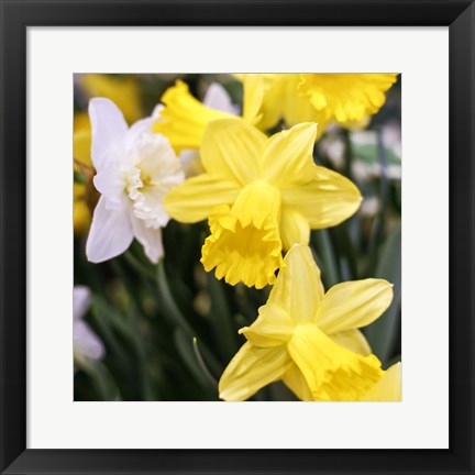 Framed Daffodil Bundle, New York City Print