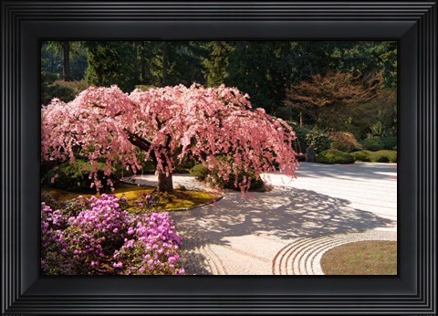 Framed Cherry Tree Blossoms Over A Rock Garden In The Japanese Gardens In Portland&#39;s Washington Park, Oregon Print