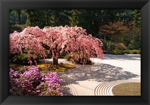 Framed Cherry Tree Blossoms Over A Rock Garden In The Japanese Gardens In Portland&#39;s Washington Park, Oregon Print