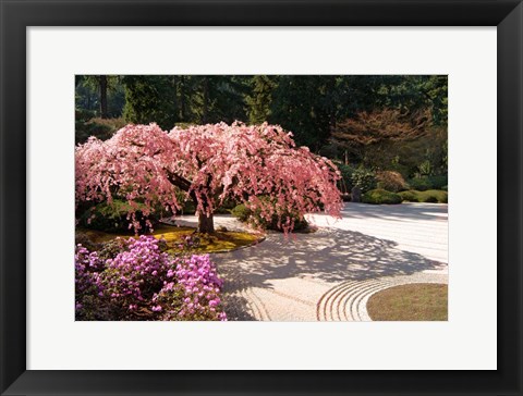 Framed Cherry Tree Blossoms Over A Rock Garden In The Japanese Gardens In Portland&#39;s Washington Park, Oregon Print